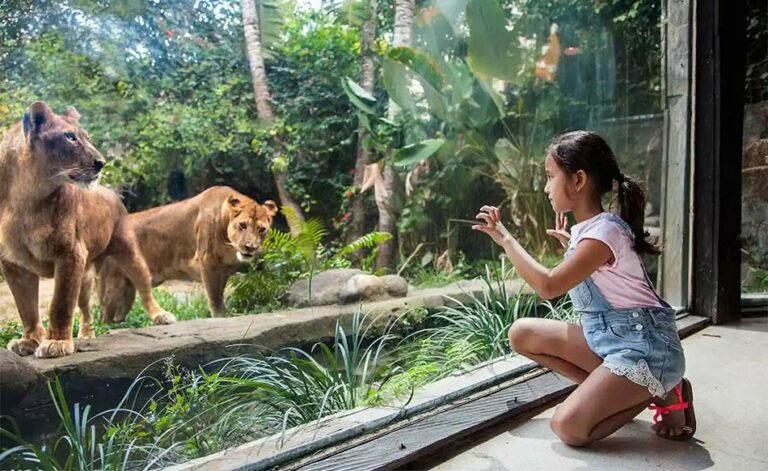 preview suasana Bali Zoo